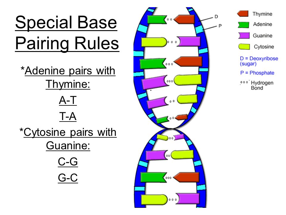 what are the dna base pairing rules
